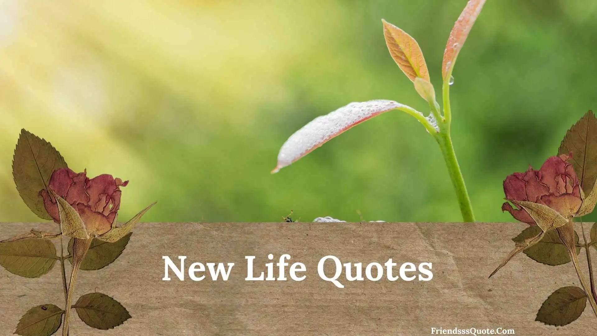 New Life Quotes